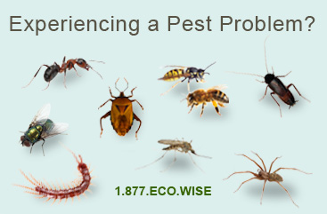Common Insects Controlled by Eco-Wise