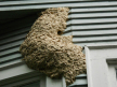 Wasp nest removed from seattle condo
