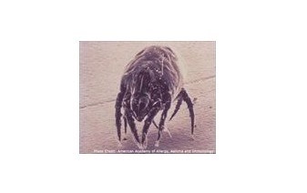 House Dust Mites