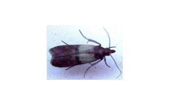 Pantry Moths - Pest Information  Critter Ridders Pest Extermination